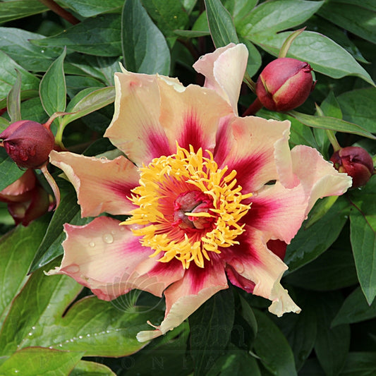 Itoh Peony Court Jester (Paeonia)