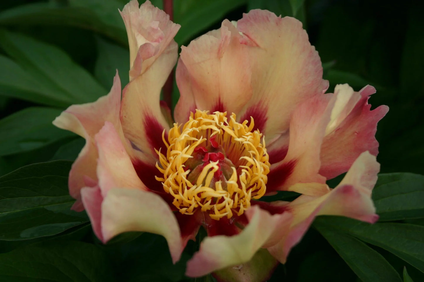 Itoh Peony Court Jester (Paeonia)