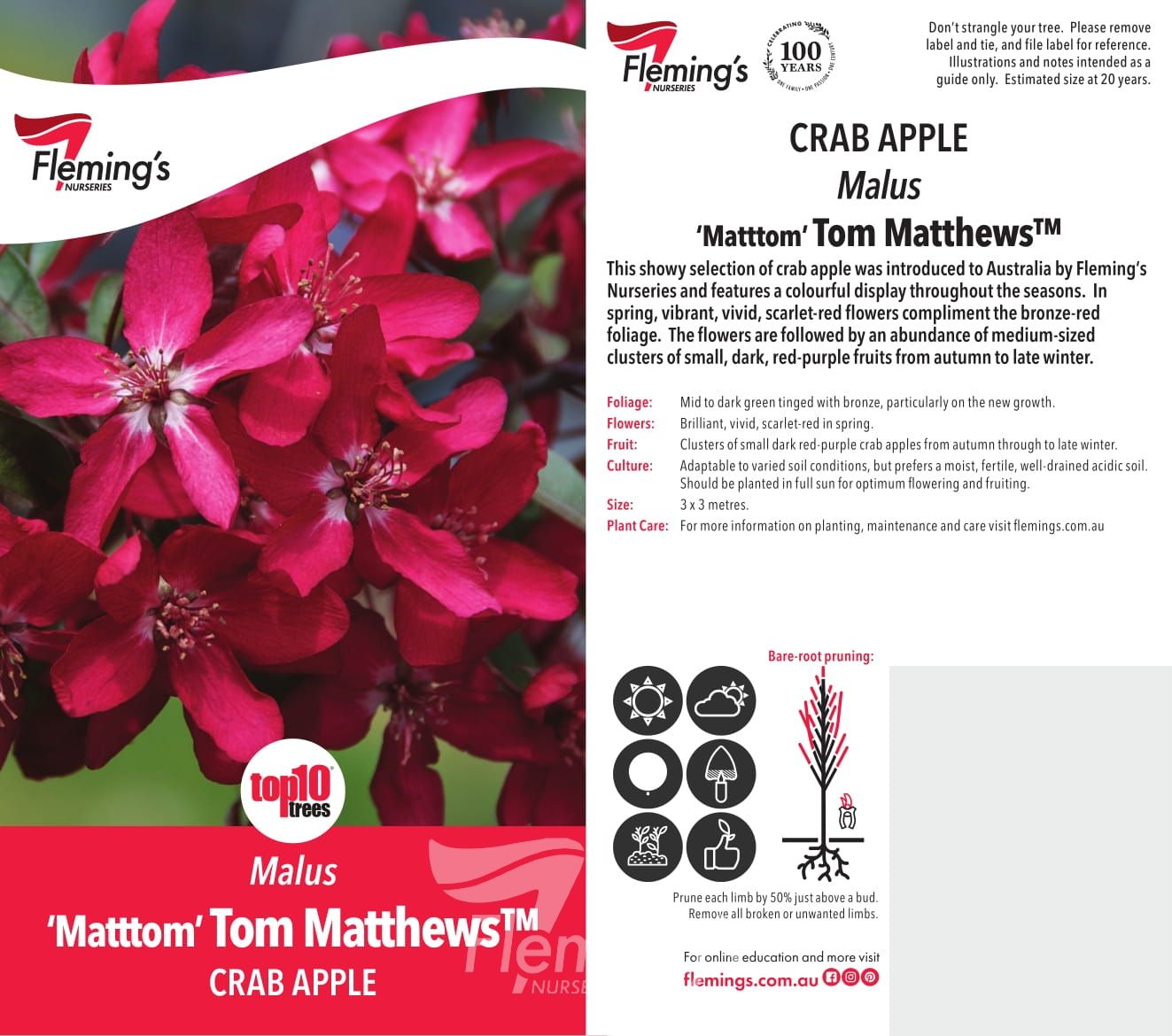 Crab Apple 'Tom Matthews' (Malus spp.) 300mm pot PICK UP ONLY - Ladybird Nursery