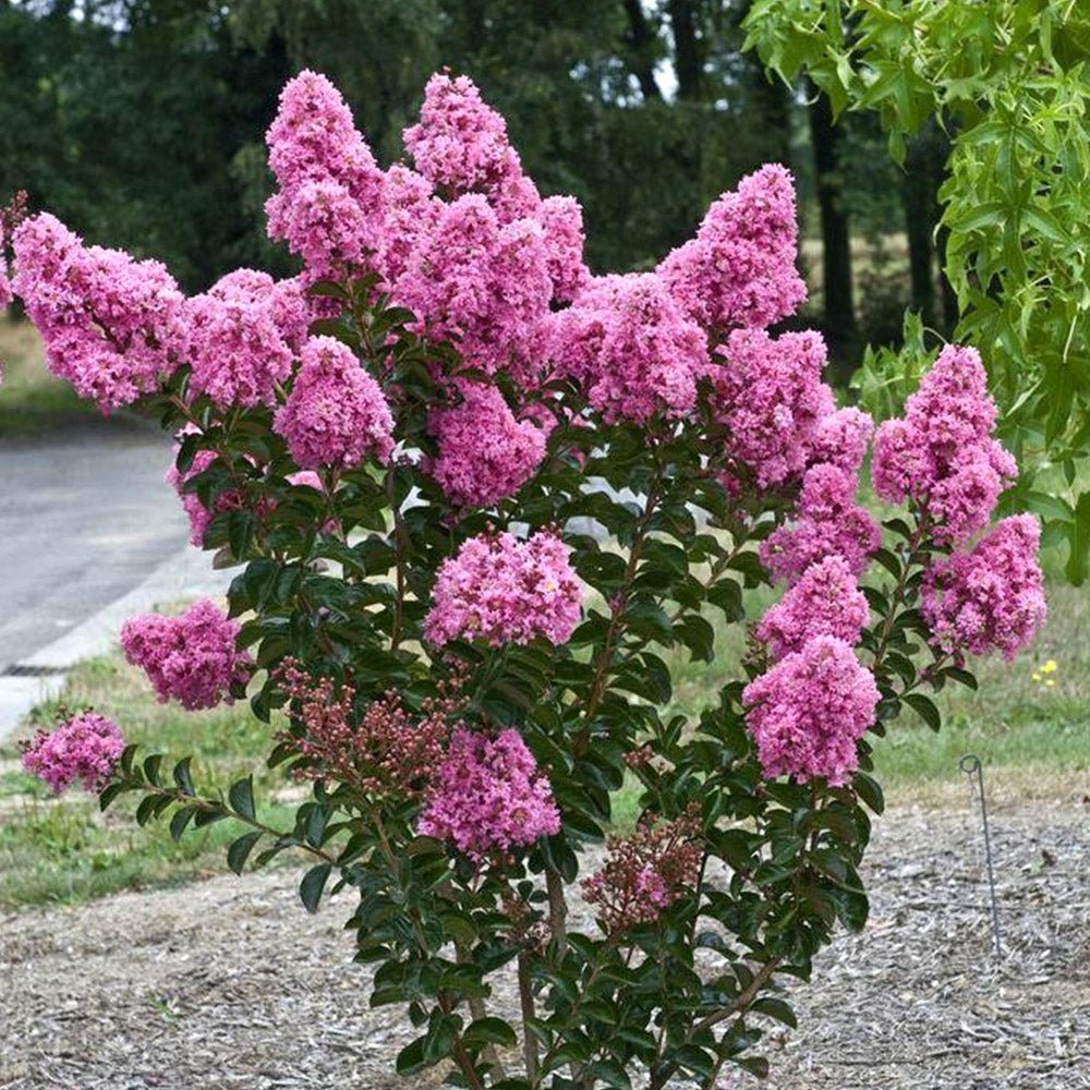 Crepe Myrtle (Lagerstroemia indica) - Ladybird Nursery