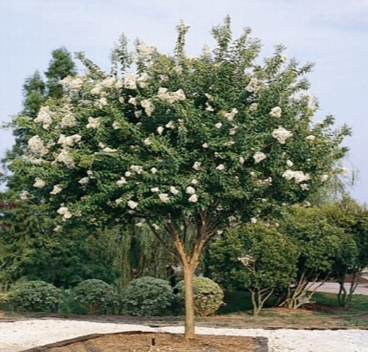 Crepe Myrtle Natchez (Lagerstroemia)