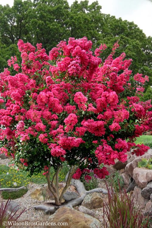 Crepe Myrtle Bush Form x fauriei Tonto (Lagerstroemia indica) - Ladybird Nursery