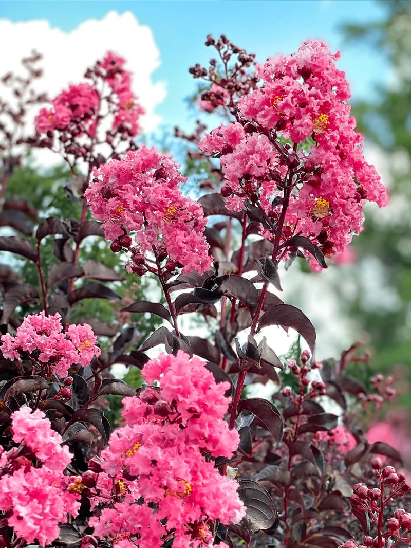 Crepe Myrtle Diamonds in the Dark Shell Pink (Lagerstroemia) - Ladybird Nursery