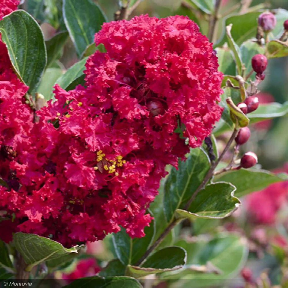 Crepe Myrtle Enduring Summer Red (Lagerstroemia x) - Ladybird Nursery
