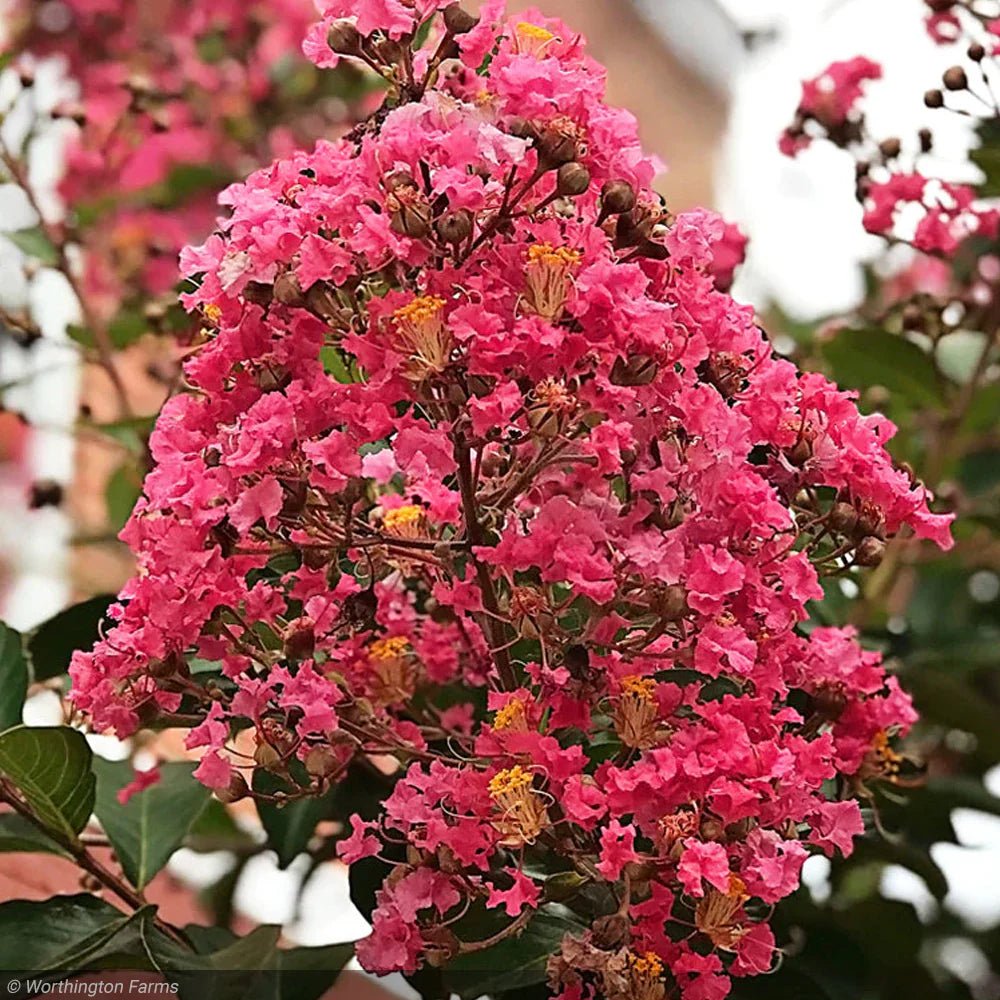 Crepe Myrtle Miami (Lagerstroemia) - Ladybird Nursery