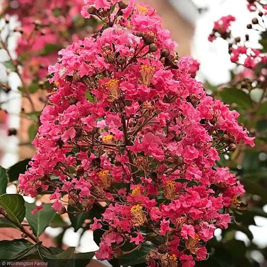 Crepe Myrtle Miami (Lagerstroemia) - Ladybird Nursery