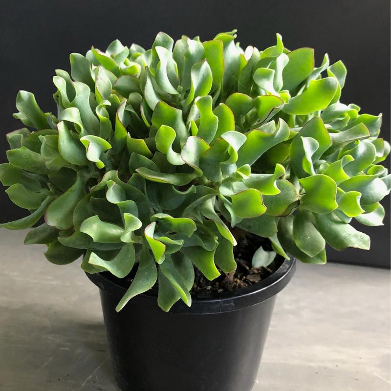 Ripple Jade subsp undulatifolia Max Cook (Crassula arborescens)