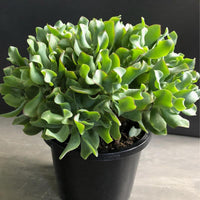 Ripple Jade subsp undulatifolia Max Cook (Crassula arborescens)