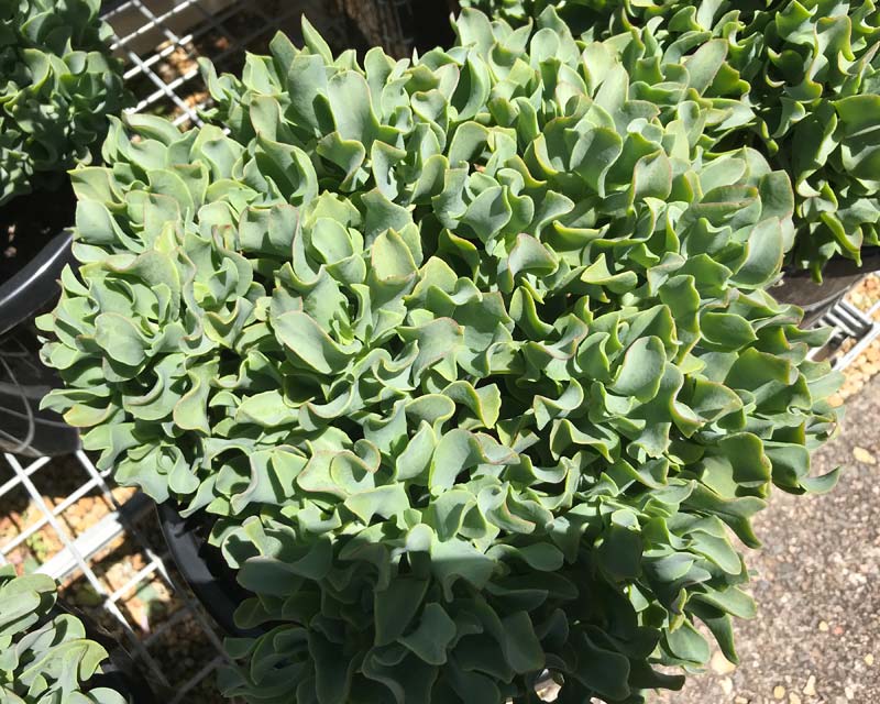 Ripple Jade subsp undulatifolia Max Cook (Crassula arborescens) - Ladybird Nursery