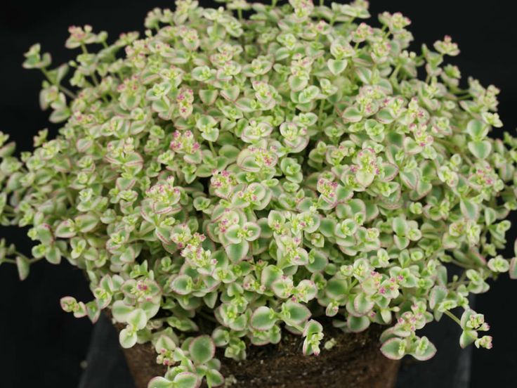 Stonecrop Little Missy (Sedum)