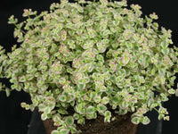 Stonecrop Little Missy (Sedum)