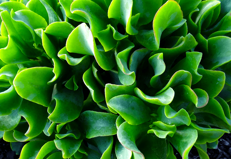 Crassula (Crassula undulata)