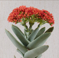 Propellor Plant var falcata (Crassula perfoliata) - Ladybird Nursery