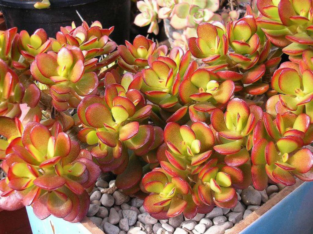 Crassula Red (Crassula Crosby) - Ladybird Nursery
