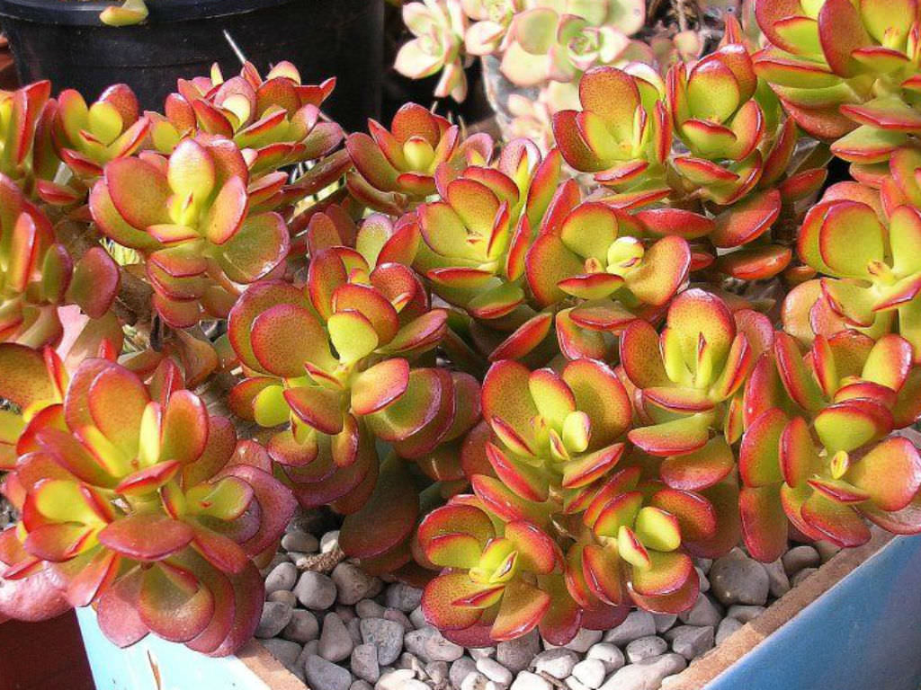 Crassula Red (Crassula Crosby)