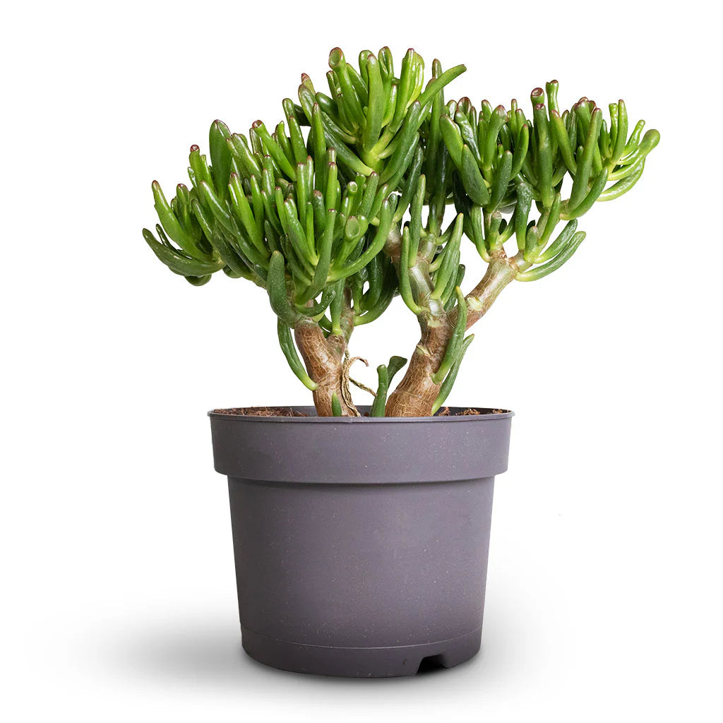 Crassula (Crassula Gollum)
