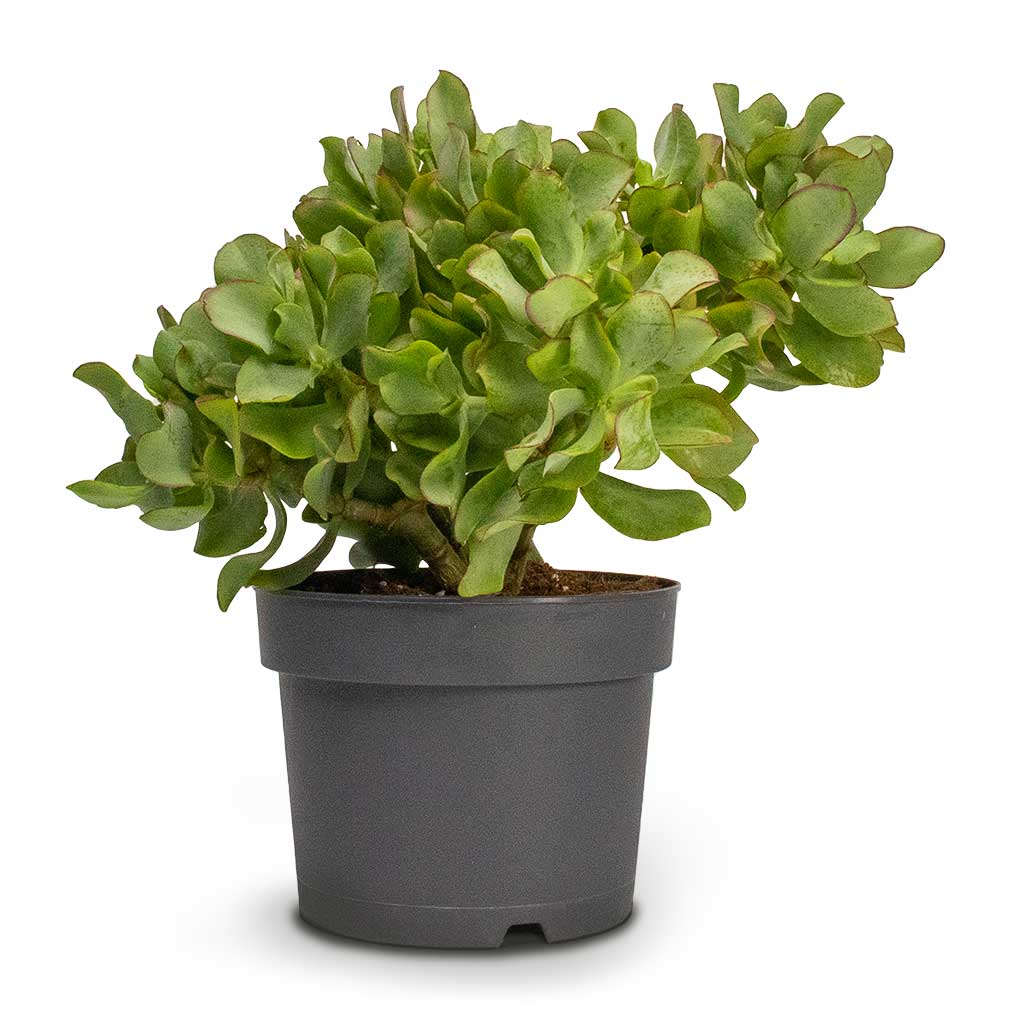 wavy leaf jade plant Crassula (Crassula undulata) Plant – Buy Now! – Ladybird Nursery