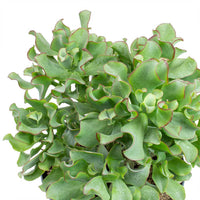 Crassula (Crassula undulata) - Ladybird Nursery