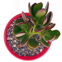 Crassula Red (Crassula Crosby) - Ladybird Nursery