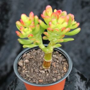 Crassula (Crassula Gollum)