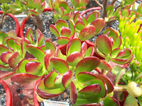 Crassula Red (Crassula Crosby) - Ladybird Nursery