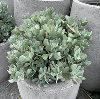 Crassula (Crassula Bluebird)