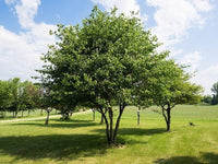 Washington Hawthorn (Crataegus phaenopyrum) - Ladybird Nursery