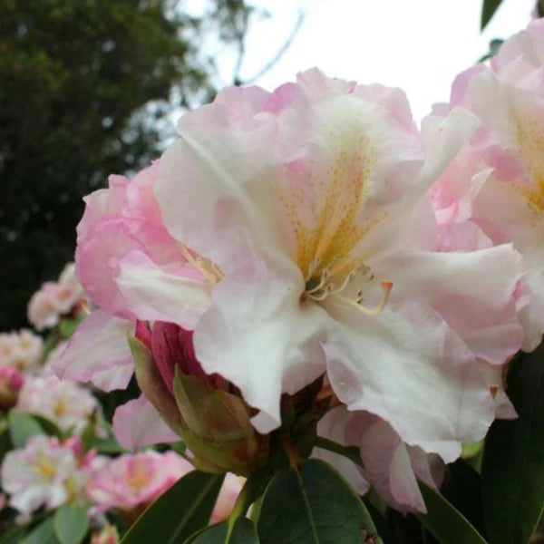 Rhododendron Cream Delight