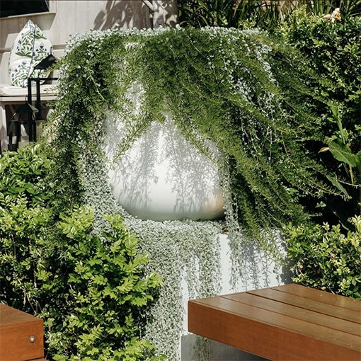 Creeping Boobialla Pink (Myoporum parvifolium) 200mm pots