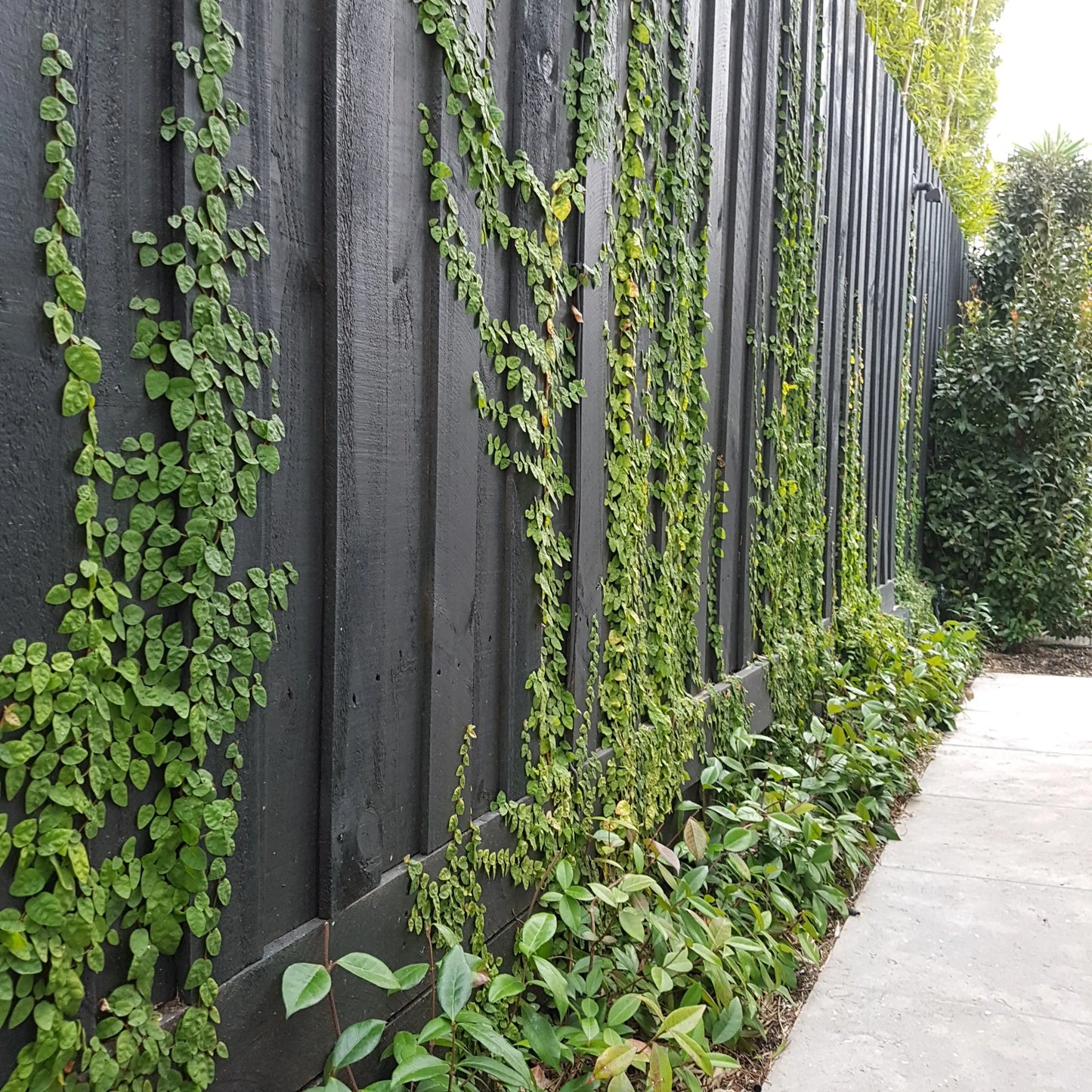 Creeping Fig (Ficus pumila)