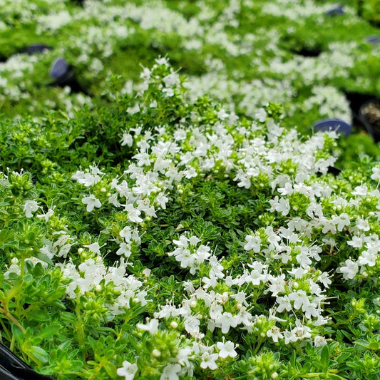 Creeping Thyme 'White' (Thymus serpyllum)