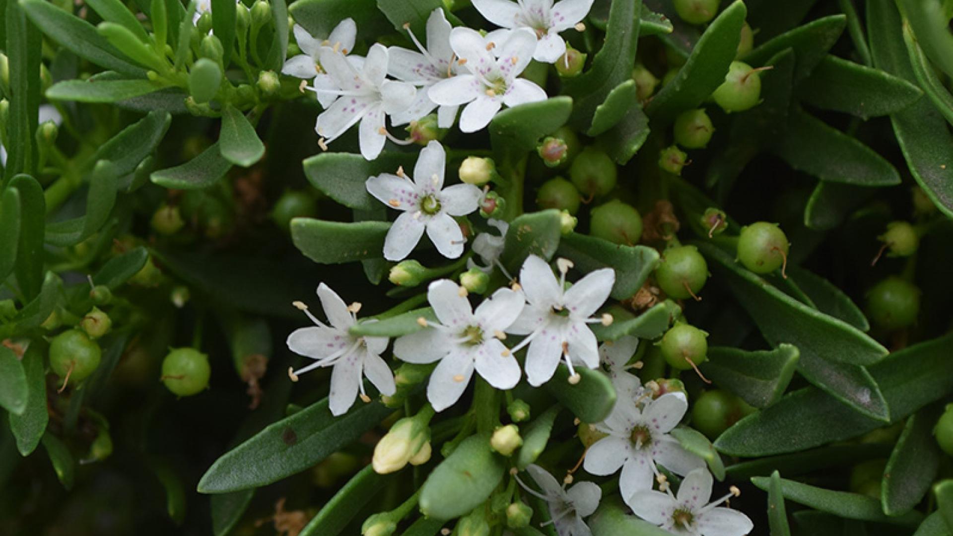 Creeping Boobialla (Myoporum parvifolium)
