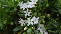 Creeping Boobialla (Myoporum parvifolium) - Ladybird Nursery