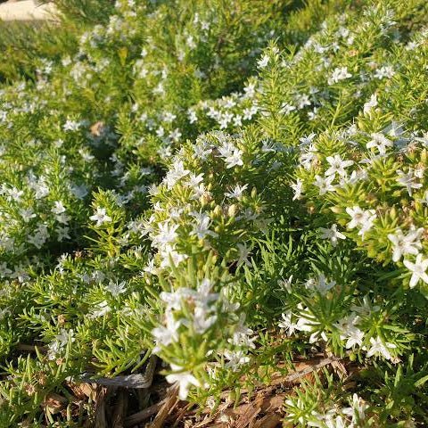 Creeping Boobialla White (Myoporum parvifolium) - Ladybird Nursery