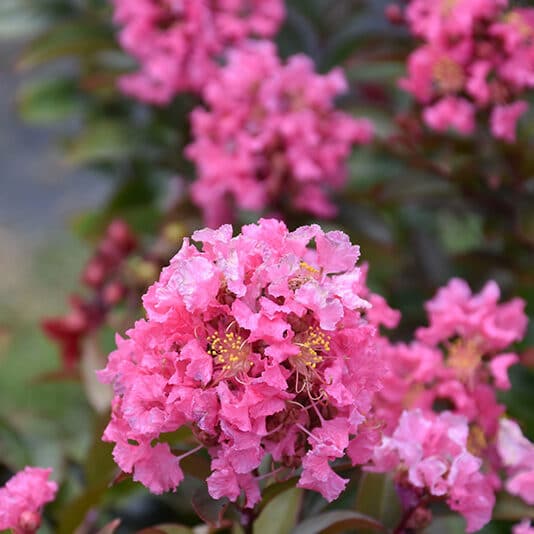 Crepe Myrtle Coral Magic (Lagerstroemia indica x fauriei) - Ladybird Nursery