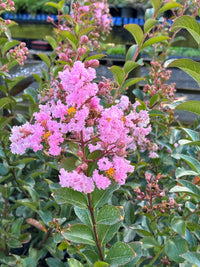 Crepe Myrtle Newmanii (Lagerstroemia)