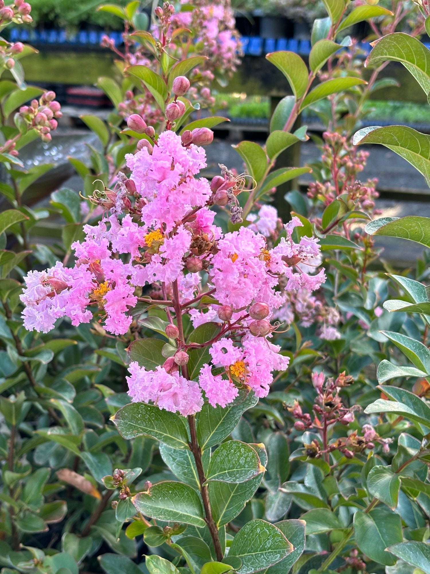Crepe Myrtle Newmanii (Lagerstroemia) - Ladybird Nursery