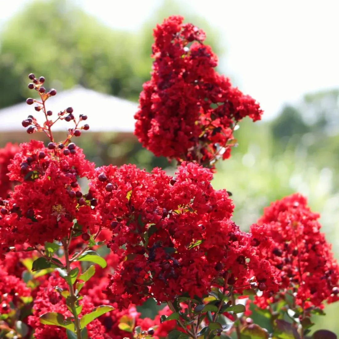Crepe Myrtle Dwarf Red (Lagerstroemia indica) - Ladybird Nursery
