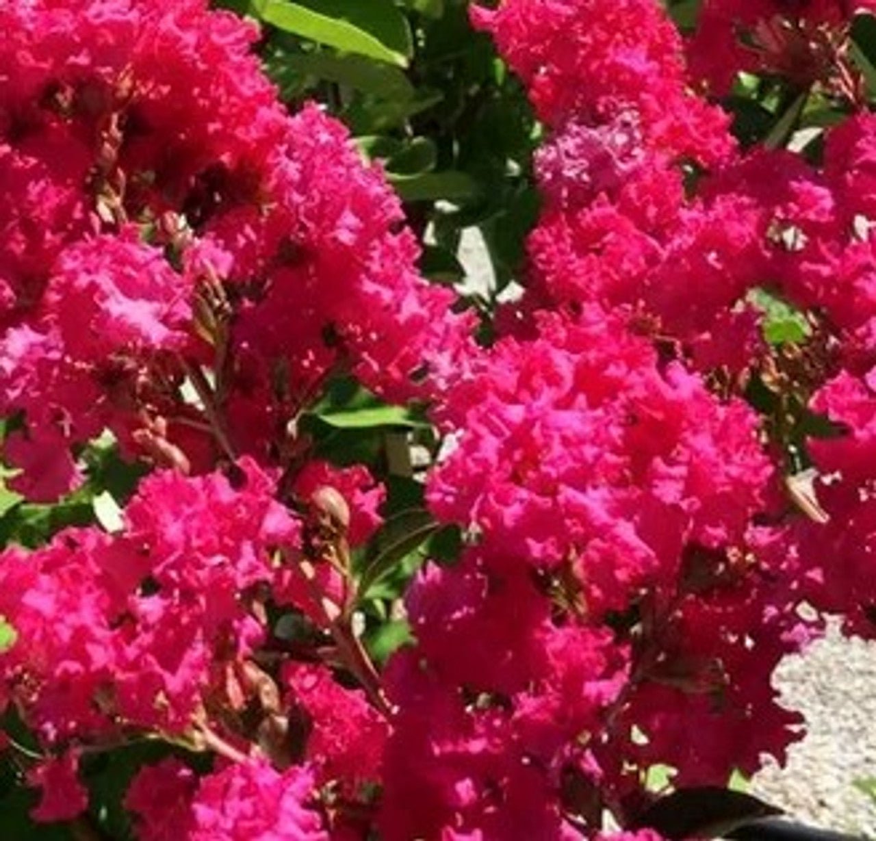 Crepe Myrtle (Lagerstroemia indica) - Ladybird Nursery