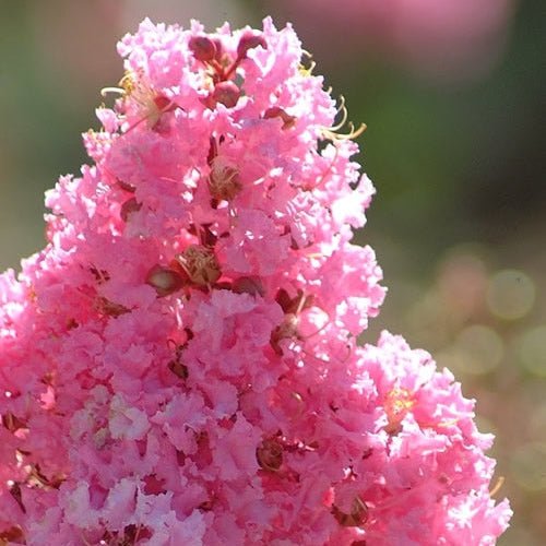Crepe Myrtle 'Sioux' (Lagerstroemia) - Ladybird Nursery