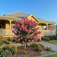 Crepe Myrtle 'Sioux' (Lagerstroemia) - Ladybird Nursery