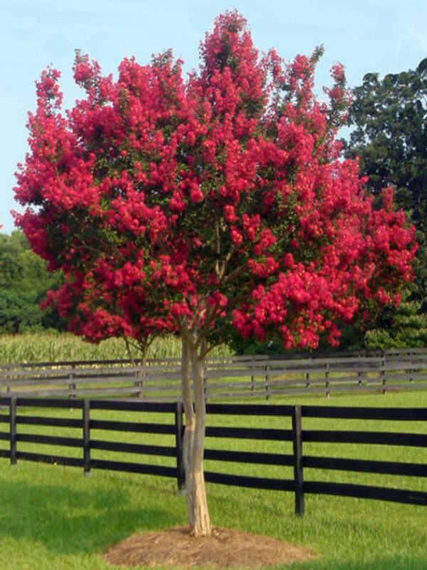 Crepe Myrtle Tonto (Lagerstroemia) - Ladybird Nursery