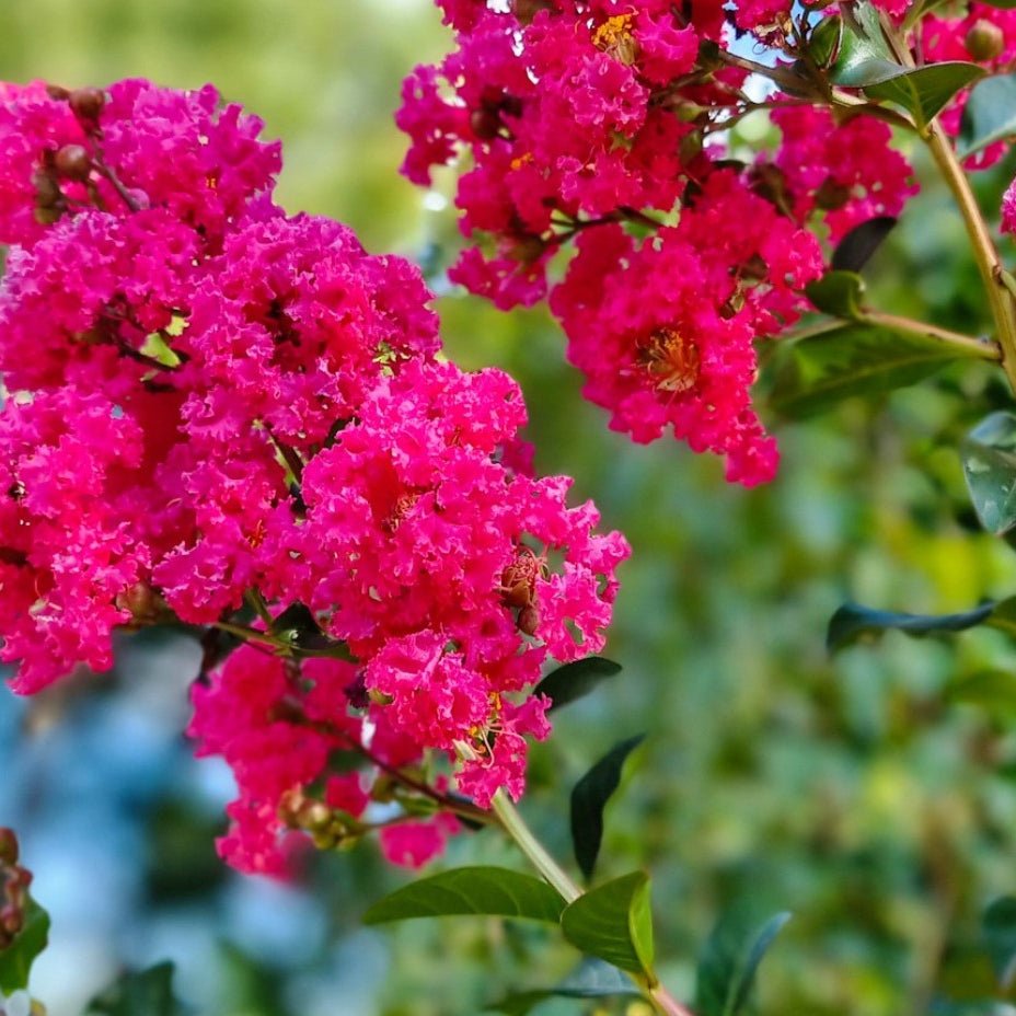 Crepe Myrtle 'Tuscarora' (Lagerstroemia indica) - Ladybird Nursery