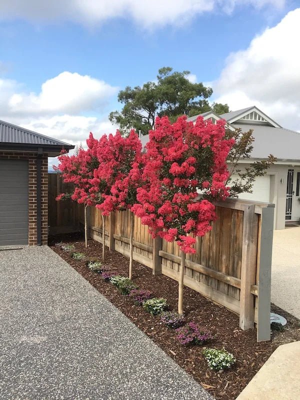 Crepe Myrtle 'Tuscarora' (Lagerstroemia indica) - Ladybird Nursery