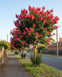 Crepe Myrtle 'Tuscarora' (Lagerstroemia indica) - Ladybird Nursery