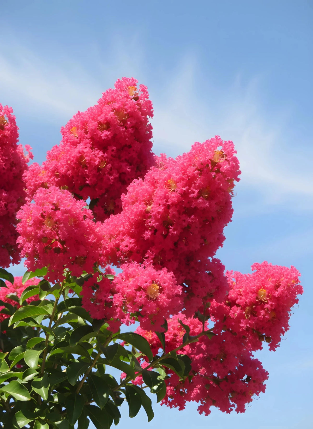 Crepe Myrtle 'Tuscarora' (Lagerstroemia indica) - Ladybird Nursery