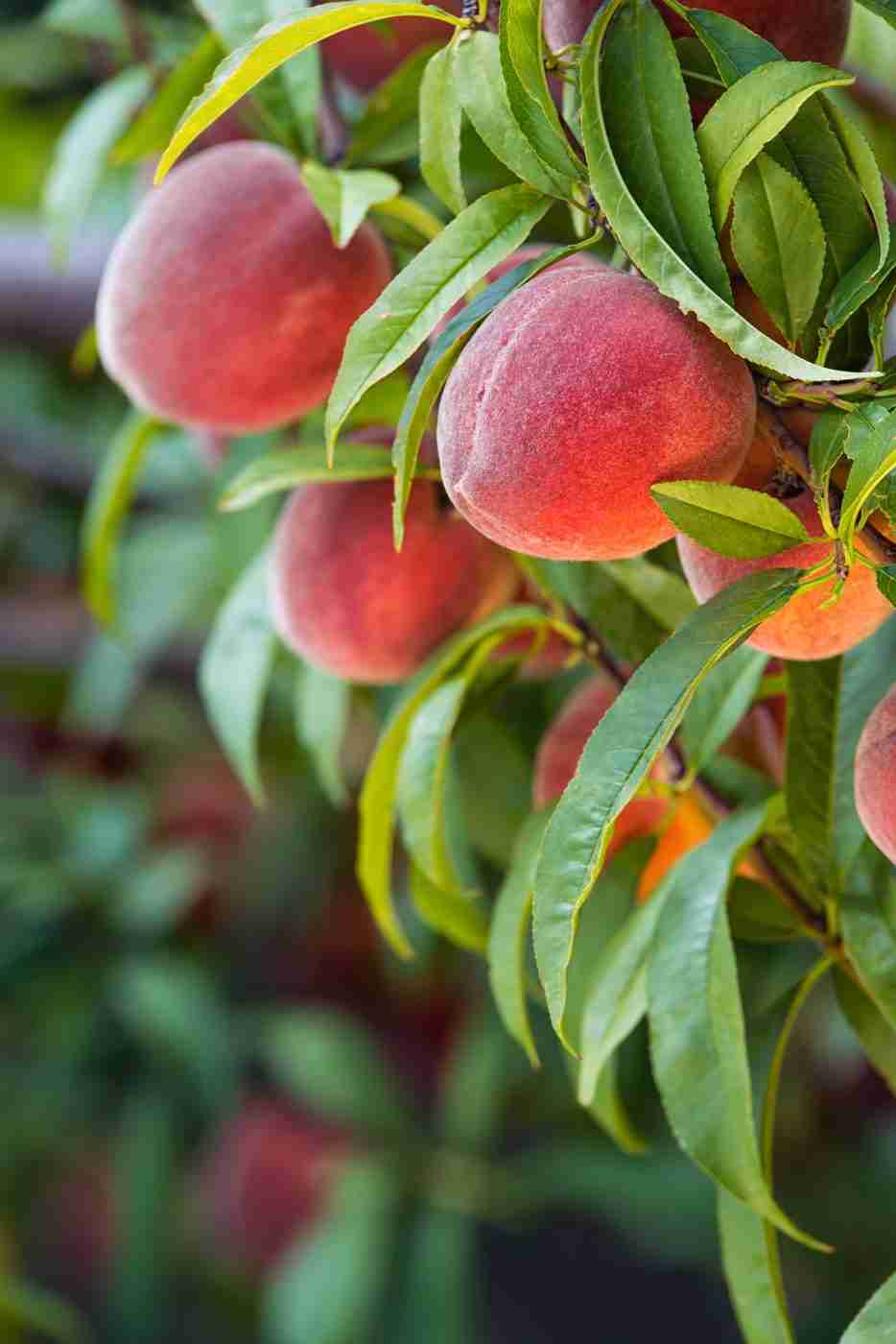 Dwarf Columnar Peach ‘Crimson Rocket’