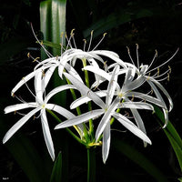 Swamp Lily (Crinum pedunculatum)