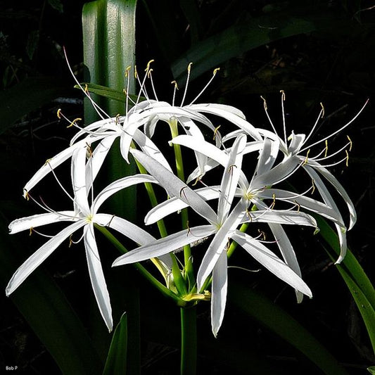 Swamp Lily (Crinum pedunculatum)
