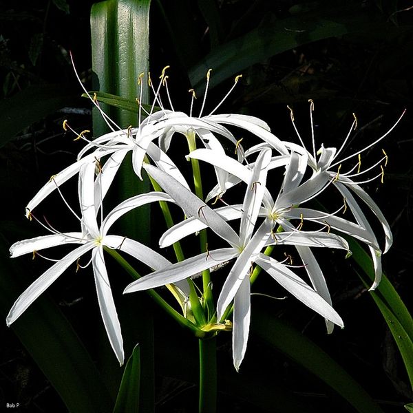 Swamp Lily (Crinum pedunculatum)